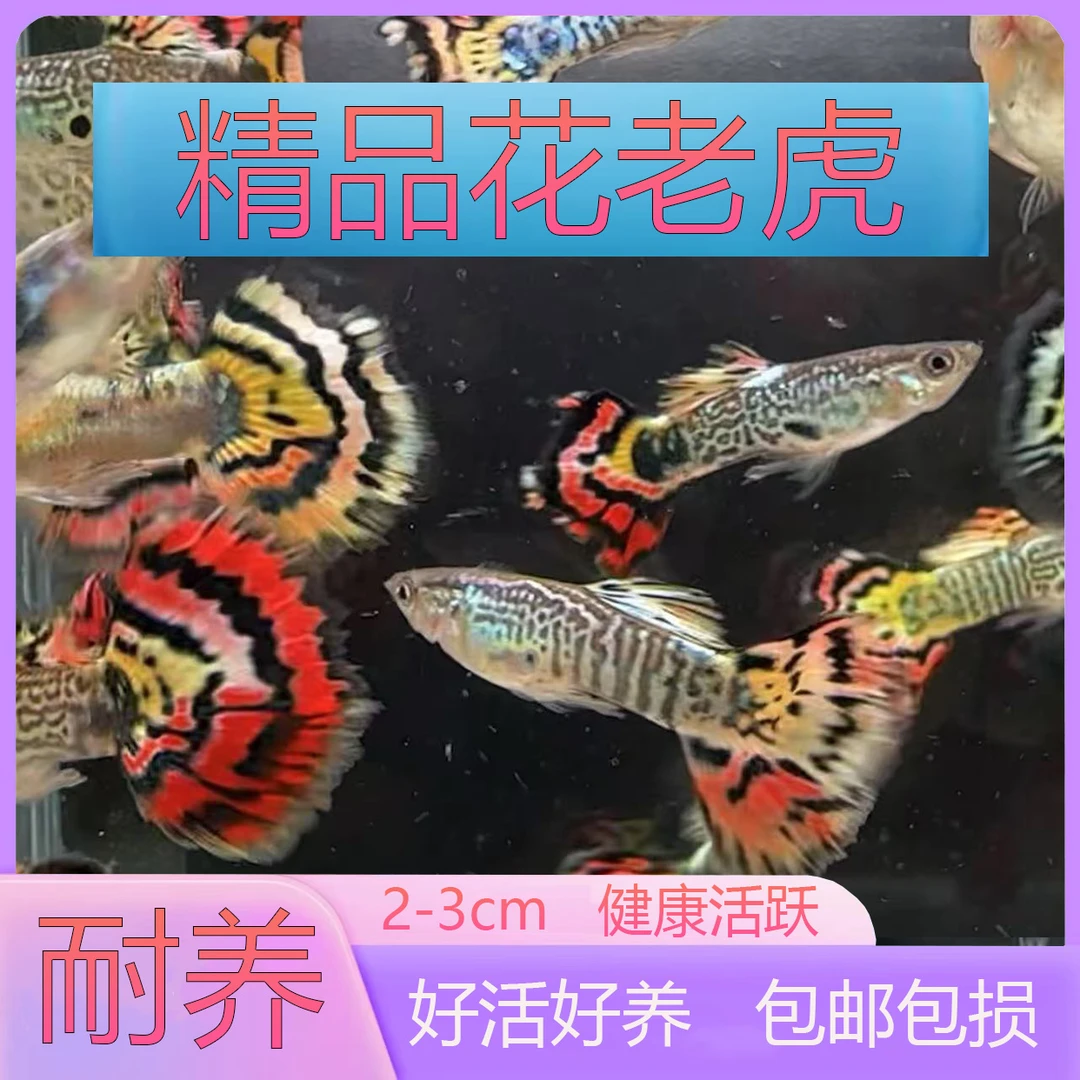花老虎孔雀鱼热带观赏宠物鱼小型胎生鱼淡水入门稀有孔雀鱼