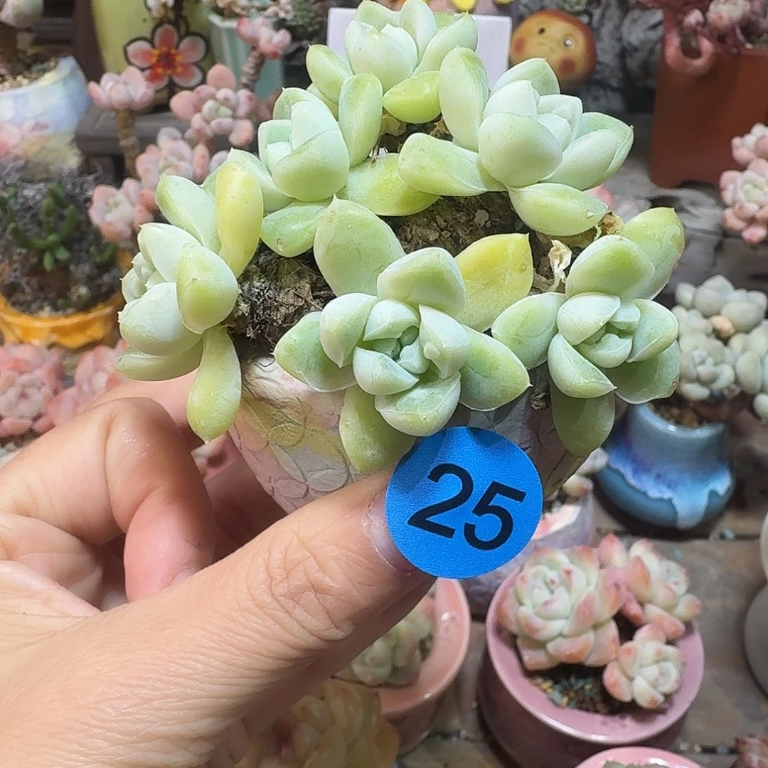 25 多肉含盆土 30元包邮非偏远