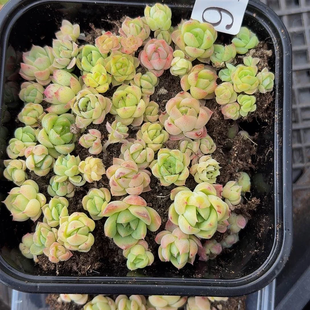 多肉植物多肉植物918