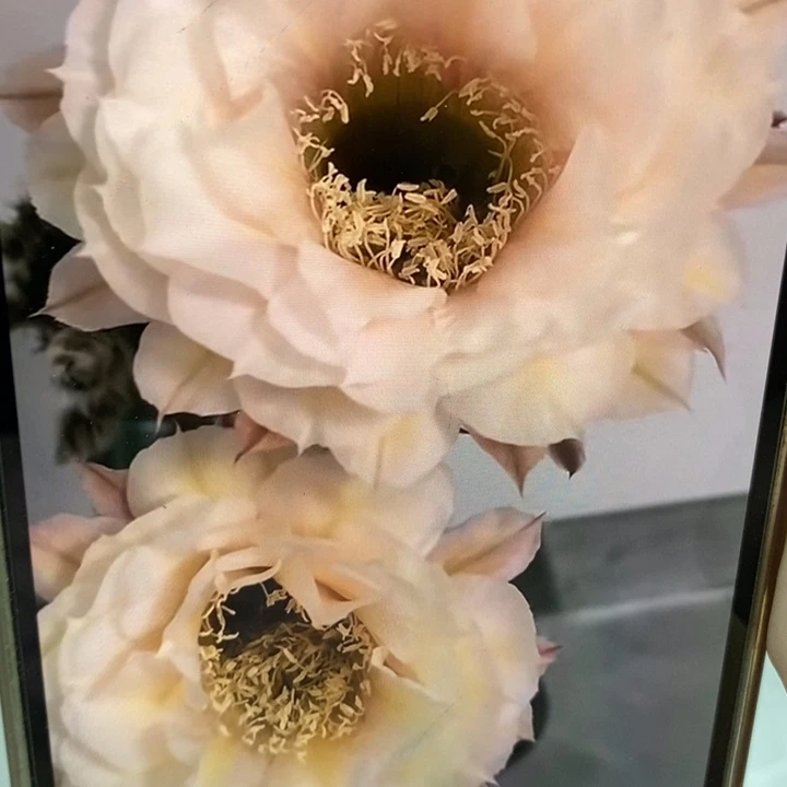 彩草素玉侧芽3公分左右