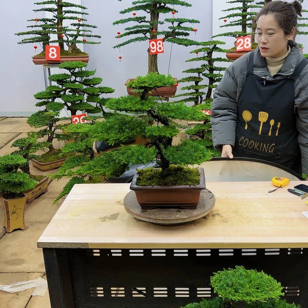 盆景直播间一物一拍半****迷