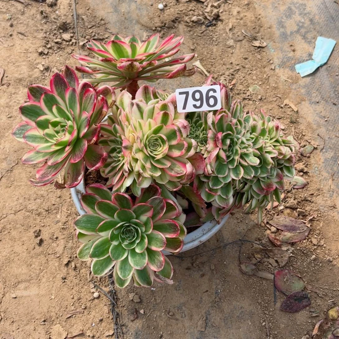 796荔枝缀化多肉植物