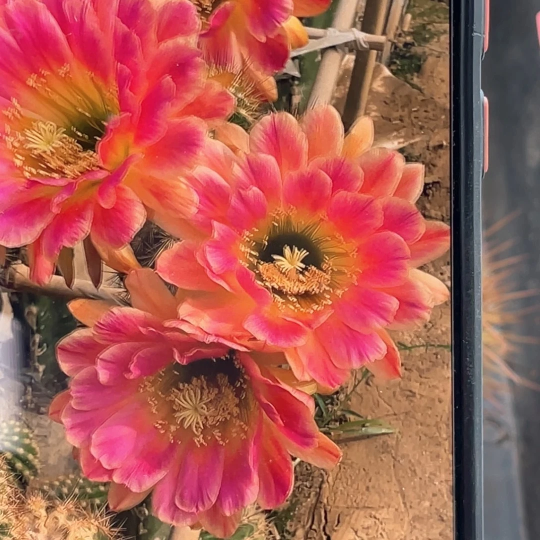 毛 格爱侧芽歪6公分左右