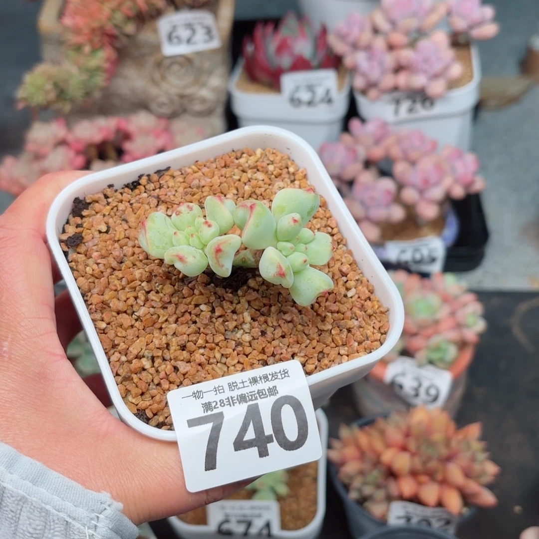 香草奶无盆土发货