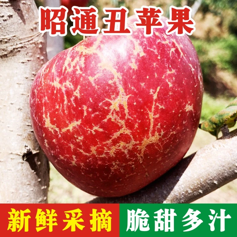 正宗云南昭通糖心丑苹果新鲜水果应季脆甜现摘现发产地直发整箱