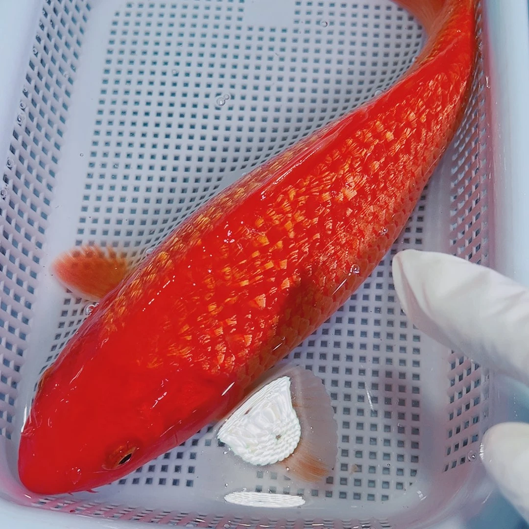 锦鲤锦鲤冷水鱼观赏鱼