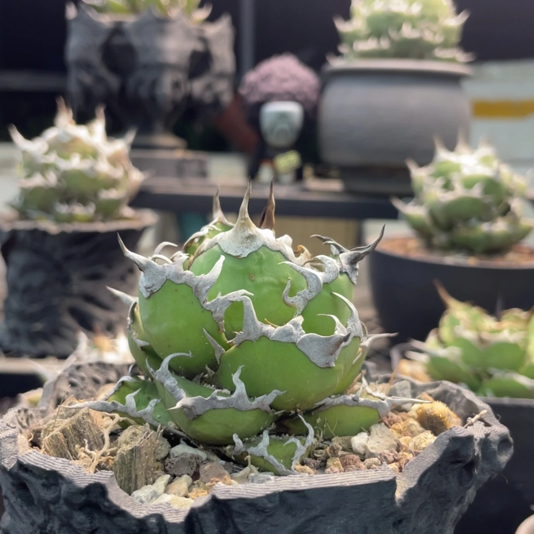 袖珍凯撒8888888888888