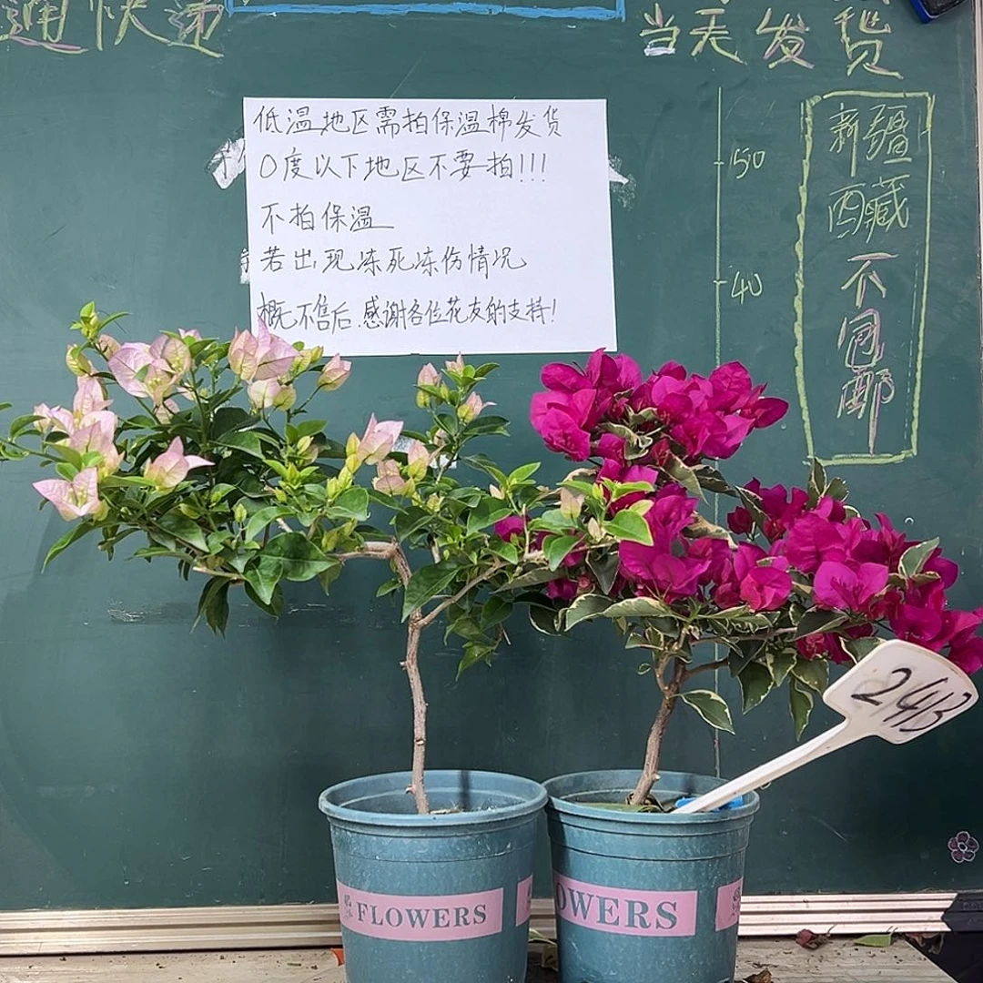 完全开放  下播  丽娜  蓝月亮  2413