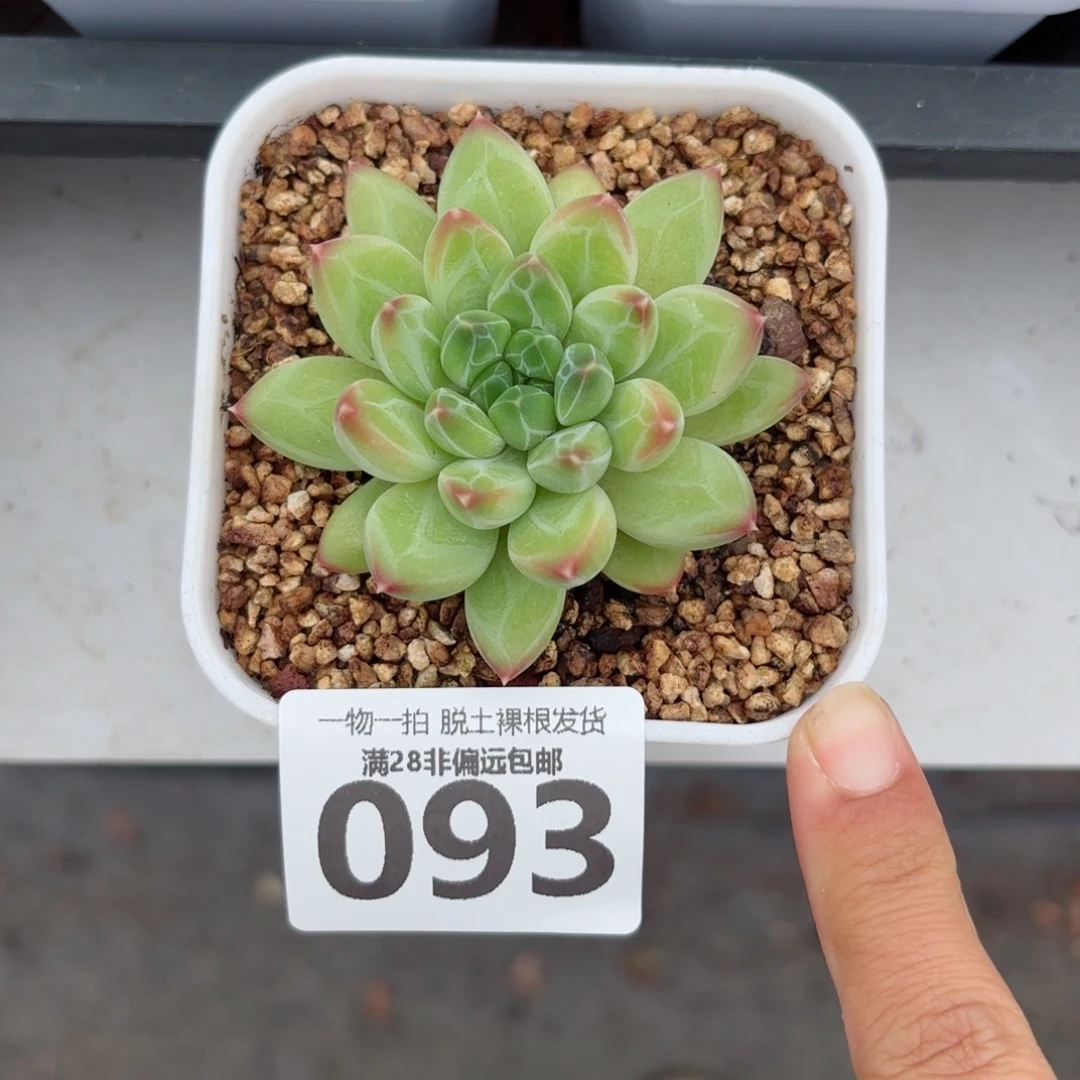 青花瓷单头无盆土发货
