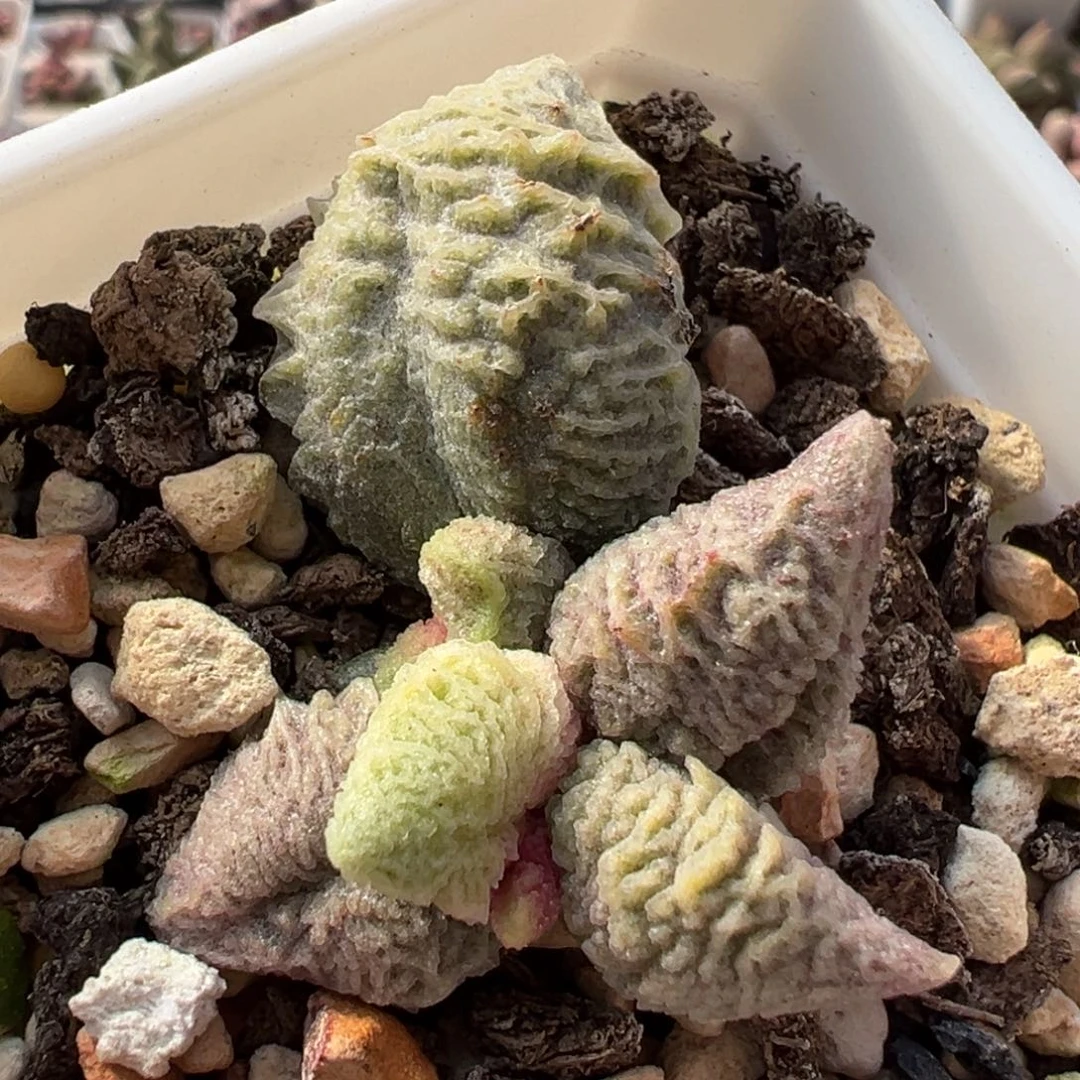 倒刺融冰多肉植物水泡