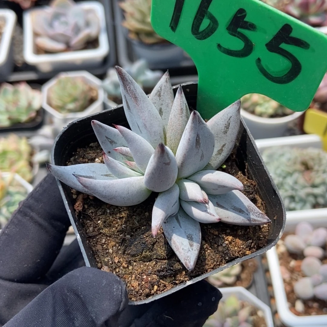 1655魔爪多肉植物保护
