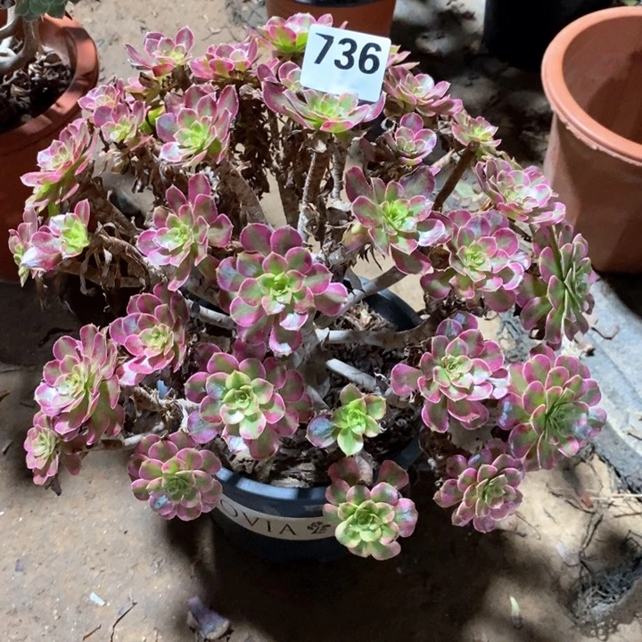 鱼*法师植物一物一拍736