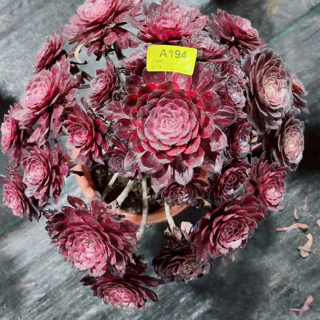 无花朵冷**知紫霞仙子法师多肉植物