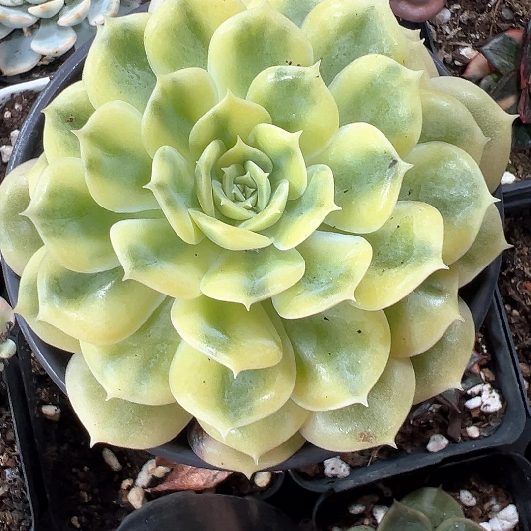 昂斯诺锦黄福伦锦 小方花圃一物一拍