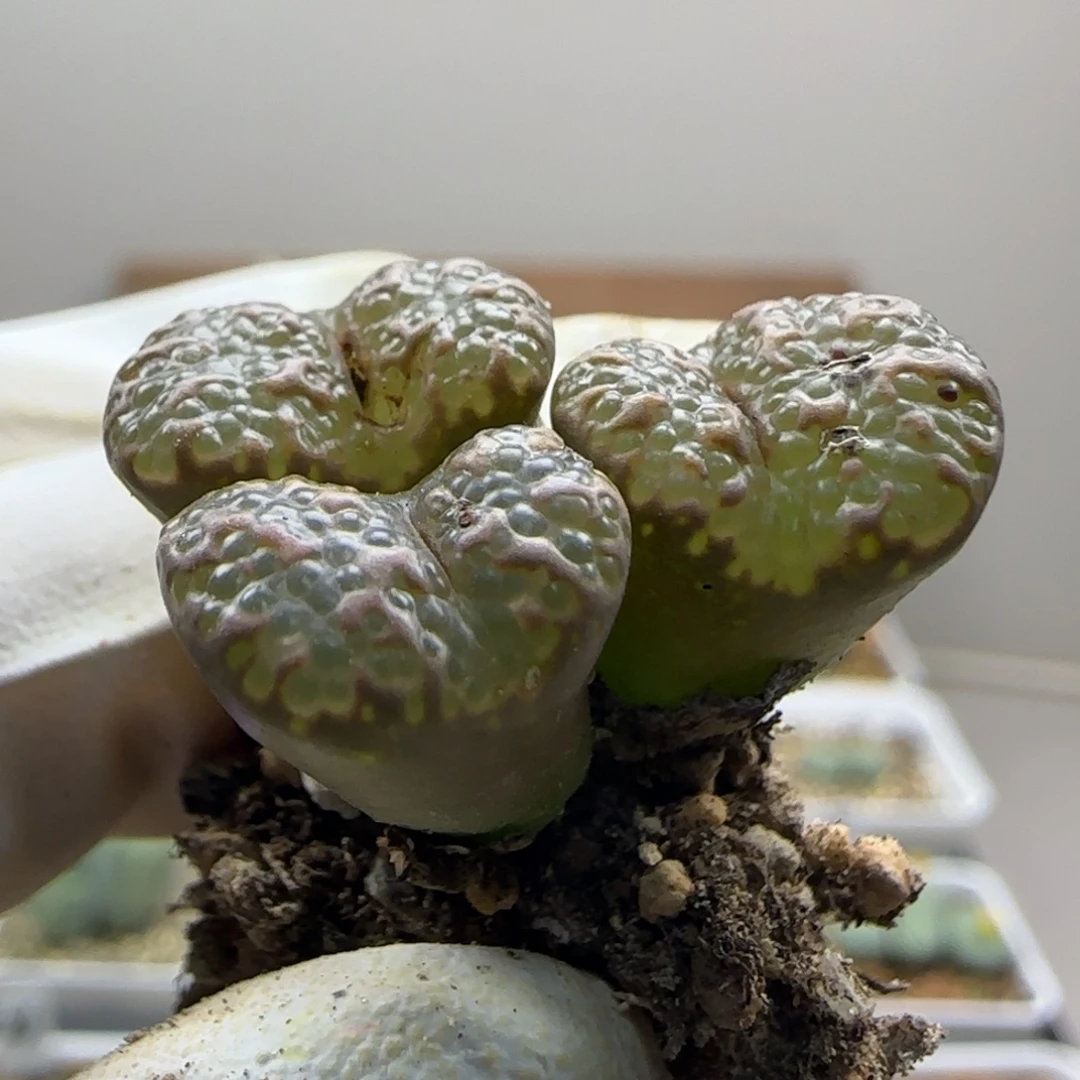 10-30-6-4当天满38包邮大泡泡勋章1.4脱土