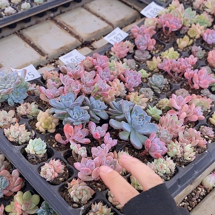 185-189 多肉植物盆栽花卉