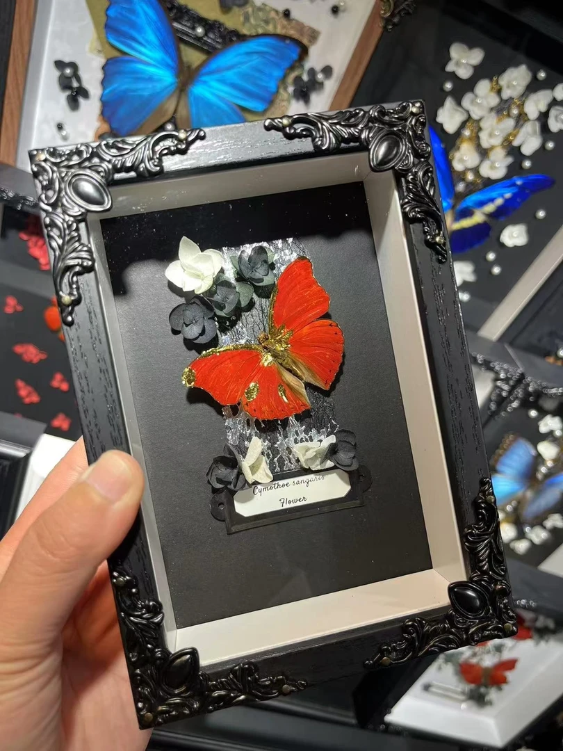 真蝴蝶标本蛇标本：血漪蛱蝶（合集）手工相框摆件创意礼物