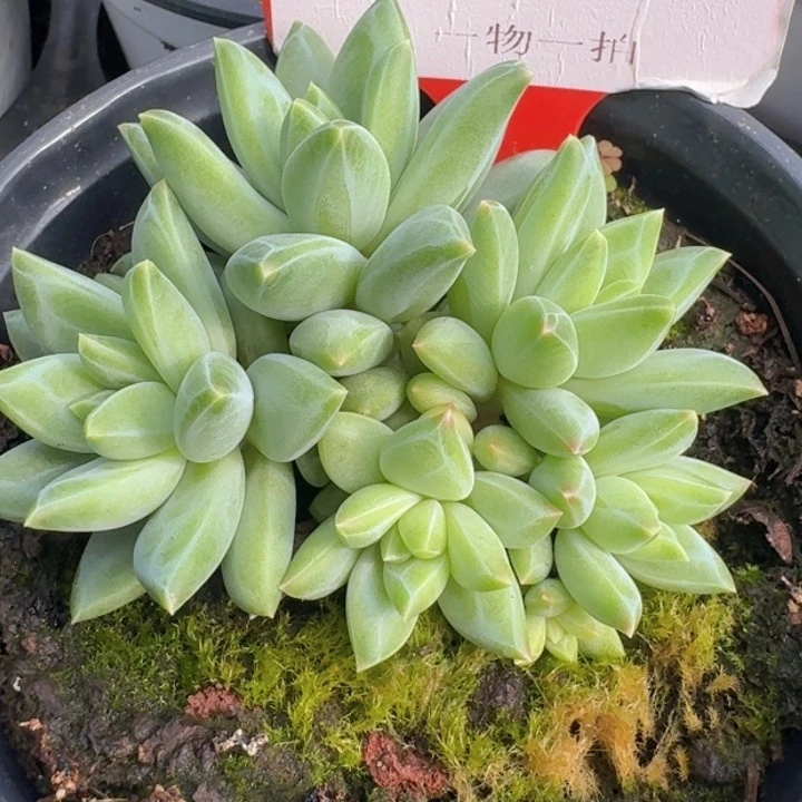 美人499多肉植物