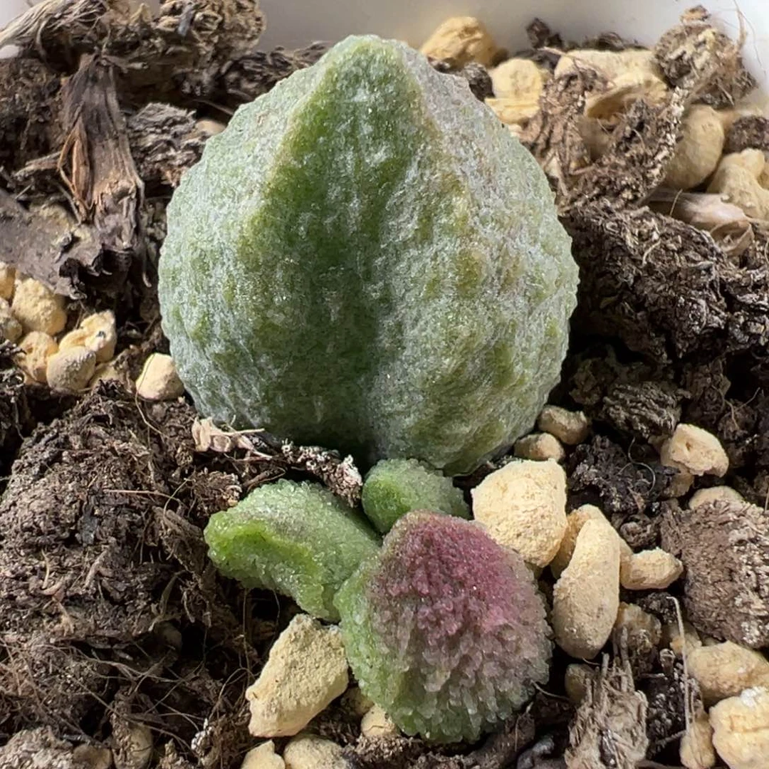 实生底叶苗纹路款多肉植物水泡