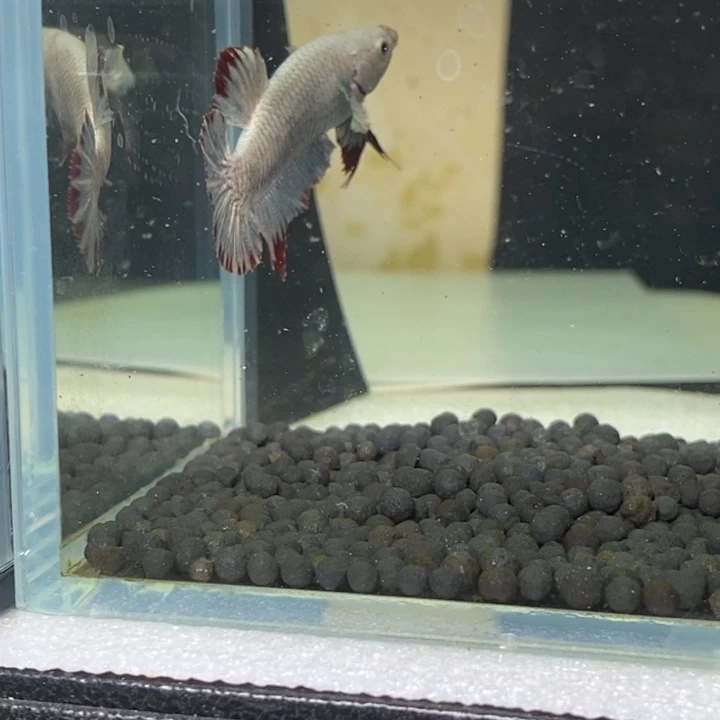 斗鱼泰国斗鱼402号