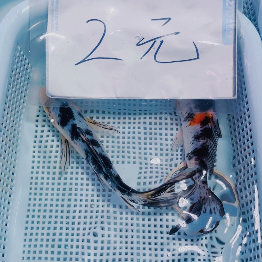 锦鲤182 锦鲤冷水观赏鱼