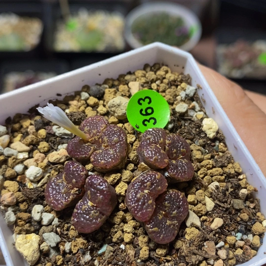 泡泡漂亮多肉植物363