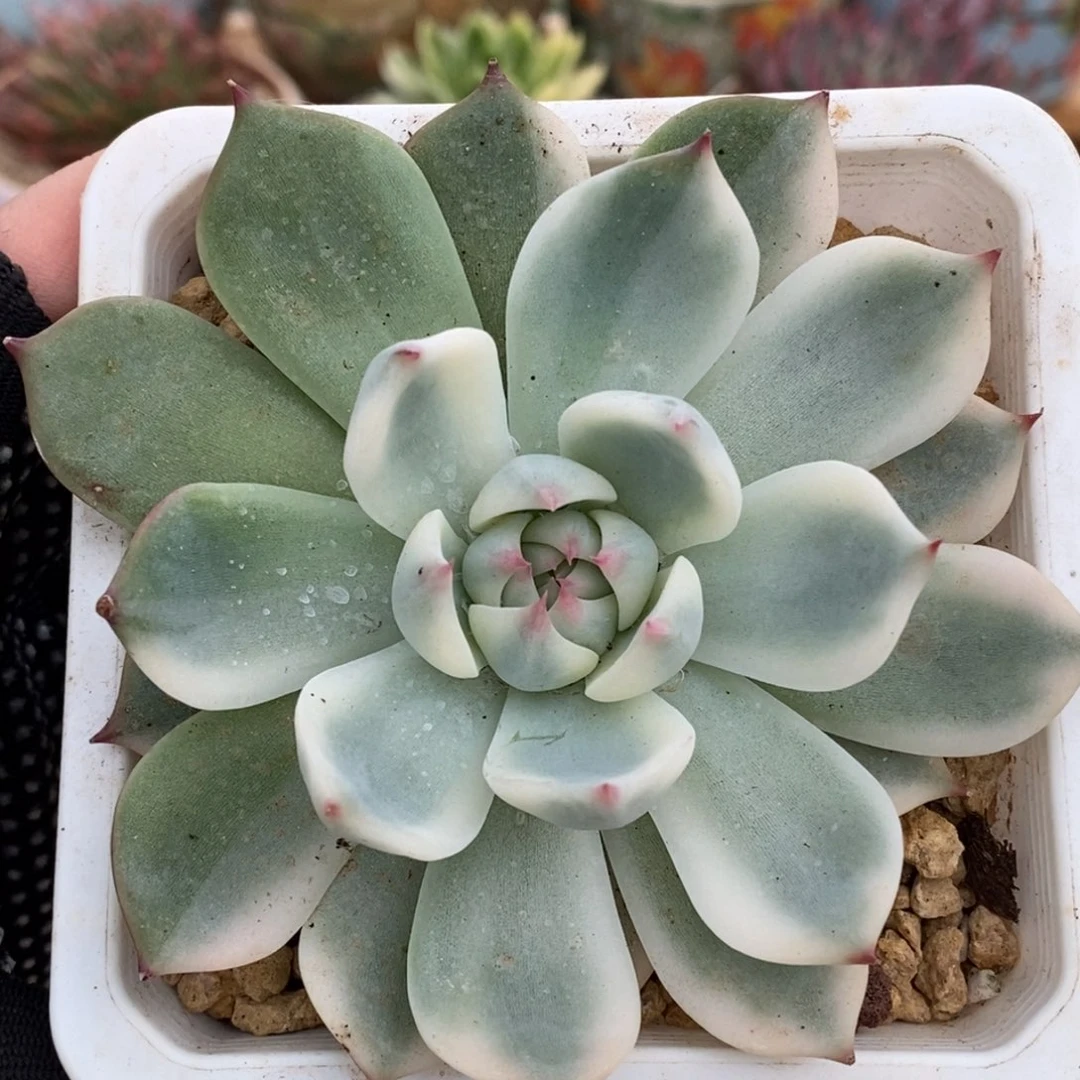 711吉娃娃锦锦锦锦锦锦