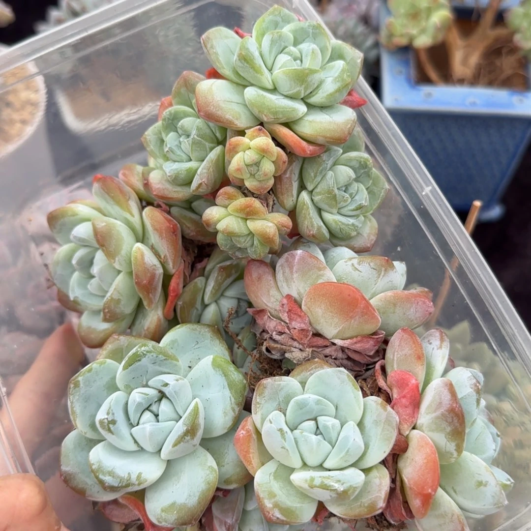 冰玉4颗一起一物一拍