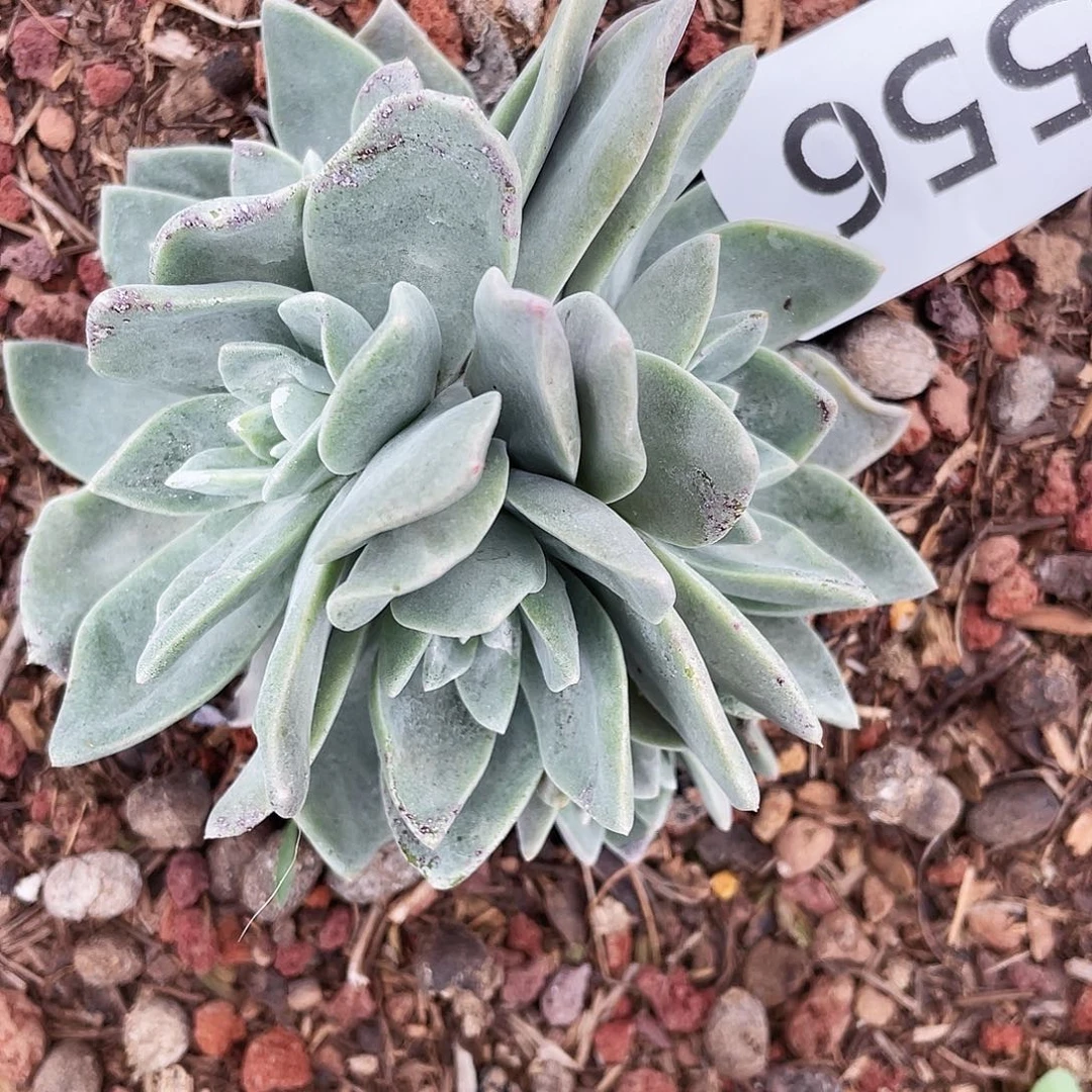 花朵苹果叶群生8556
