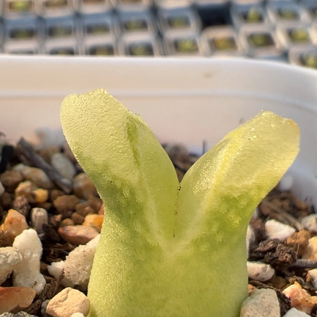 123多肉植物百科知识