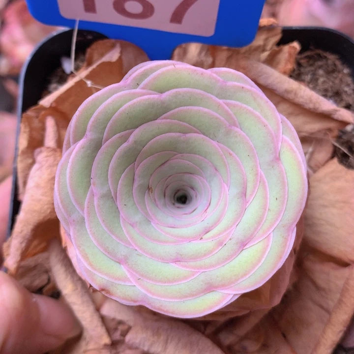 一物一拍星辰雪霁187