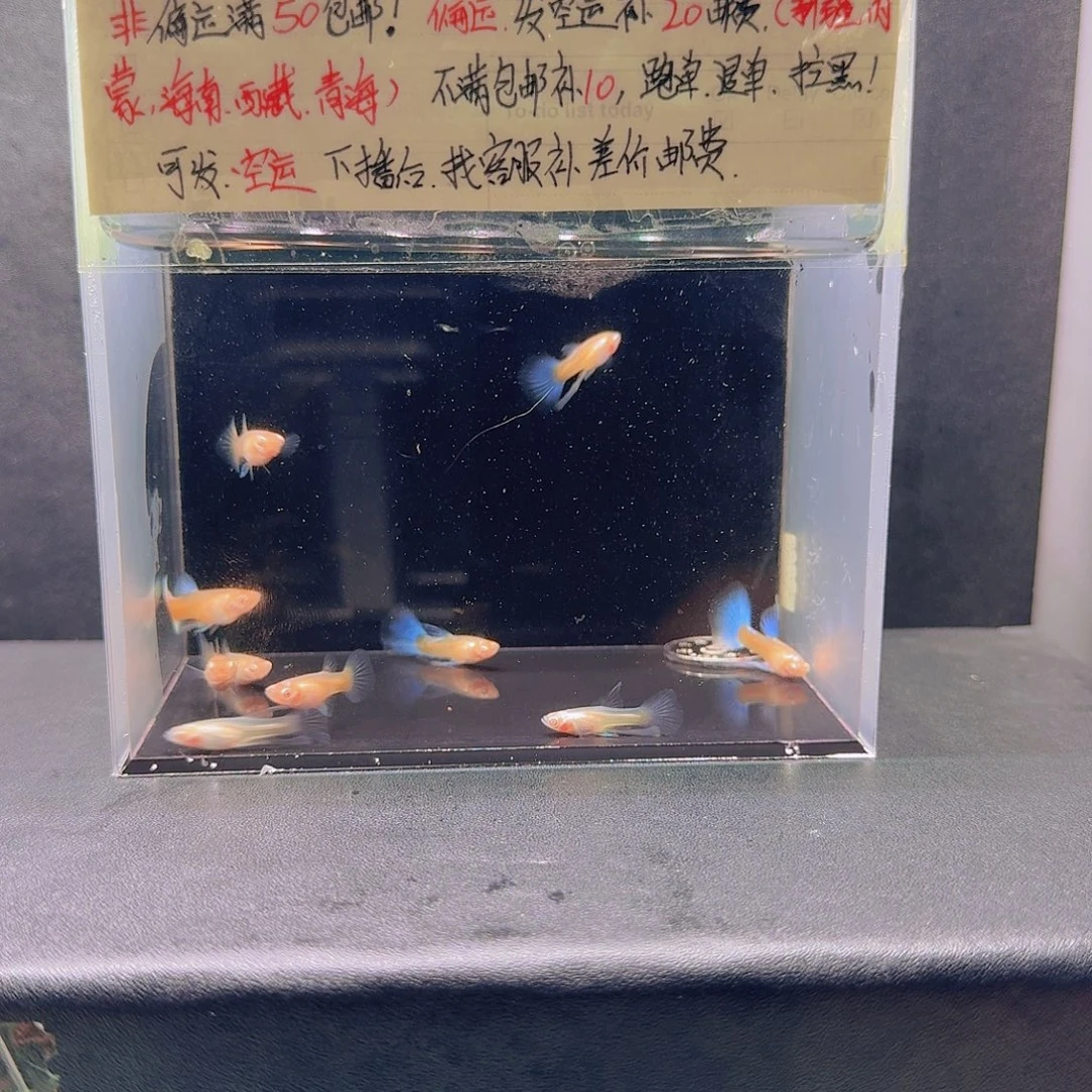 孔雀鱼练手鱼天空蓝10条