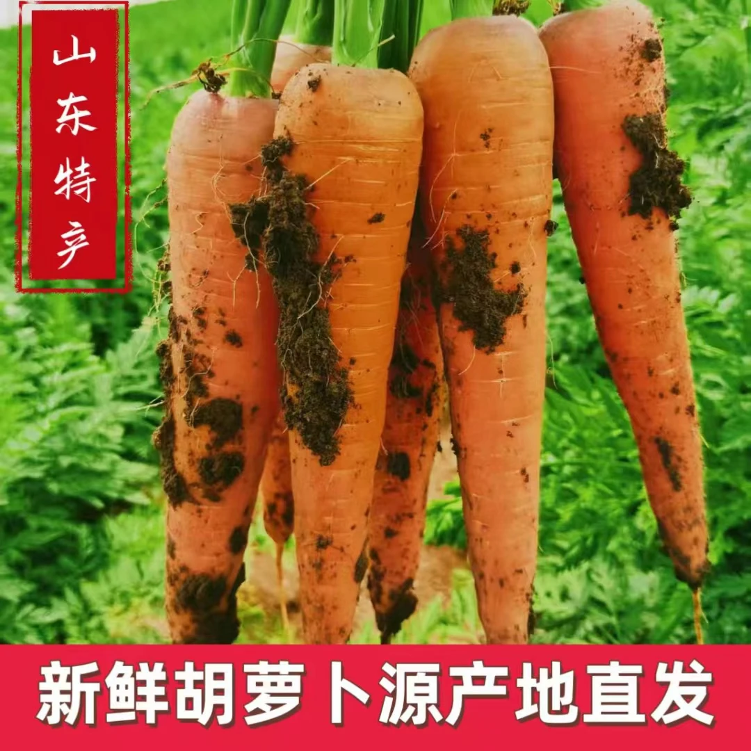 【新鲜蔬菜】山东黑土地无公害新鲜现挖胡萝卜微微带泥