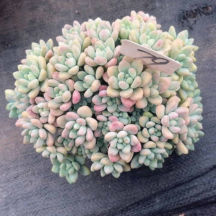 晨语多肉，一物一拍79