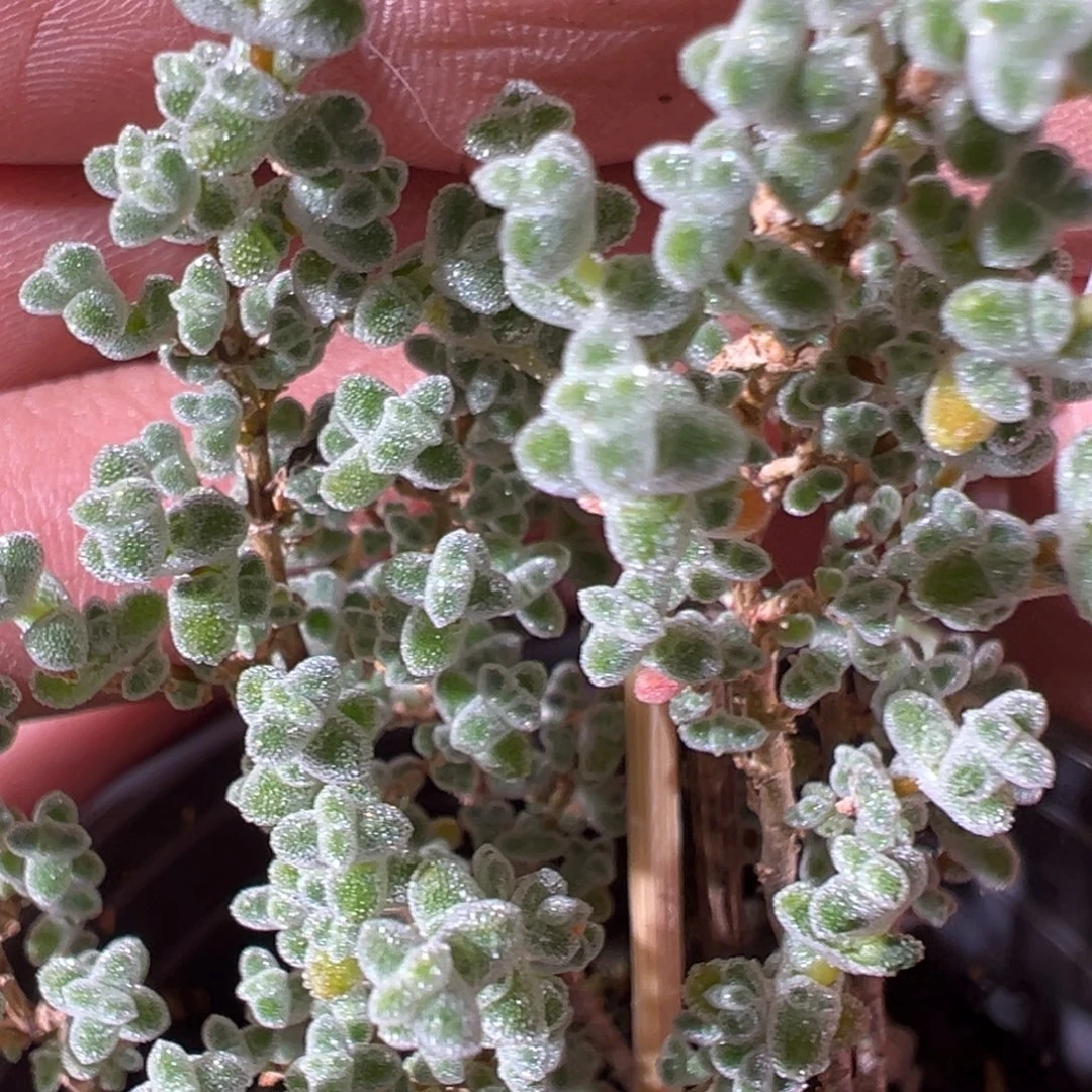 超级莱斯90杯老桩福利