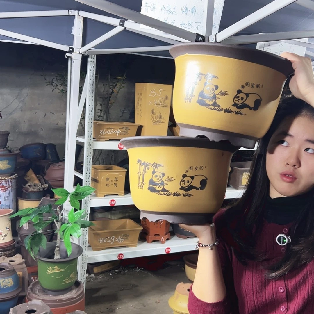 30+30黄色熊猫平角金钟花盆