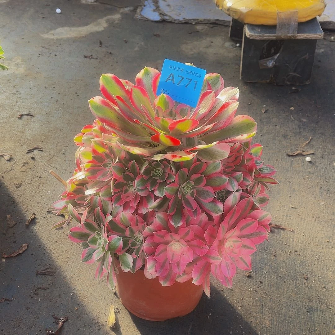 英*儿不加迪771拖土法师