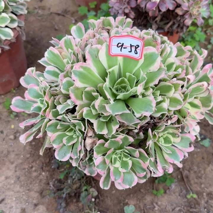 9-58白凤处理不包售后