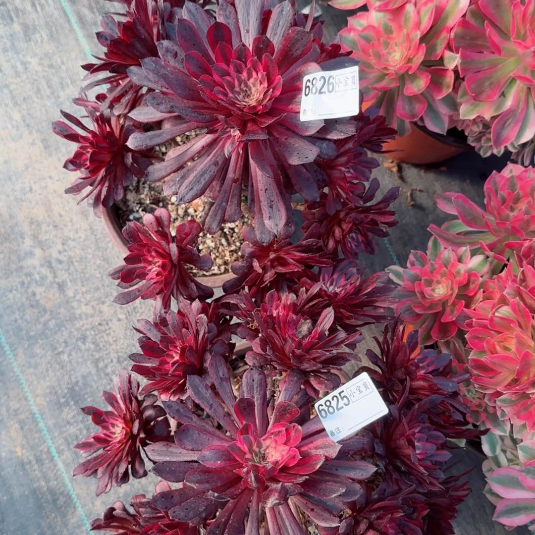 文****肥6825两颗黑天鹅多肉