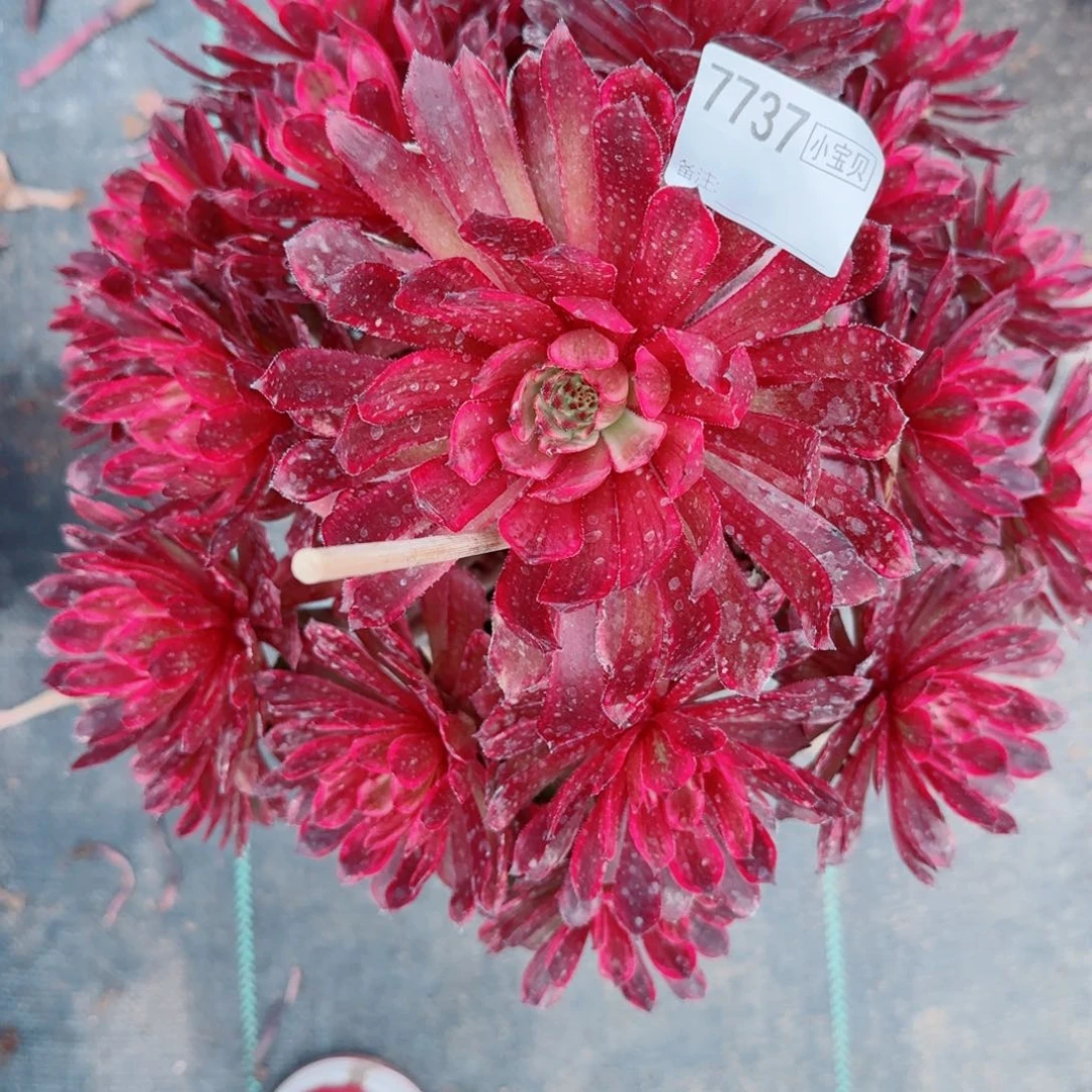 @**@7737紫霞多肉多肉