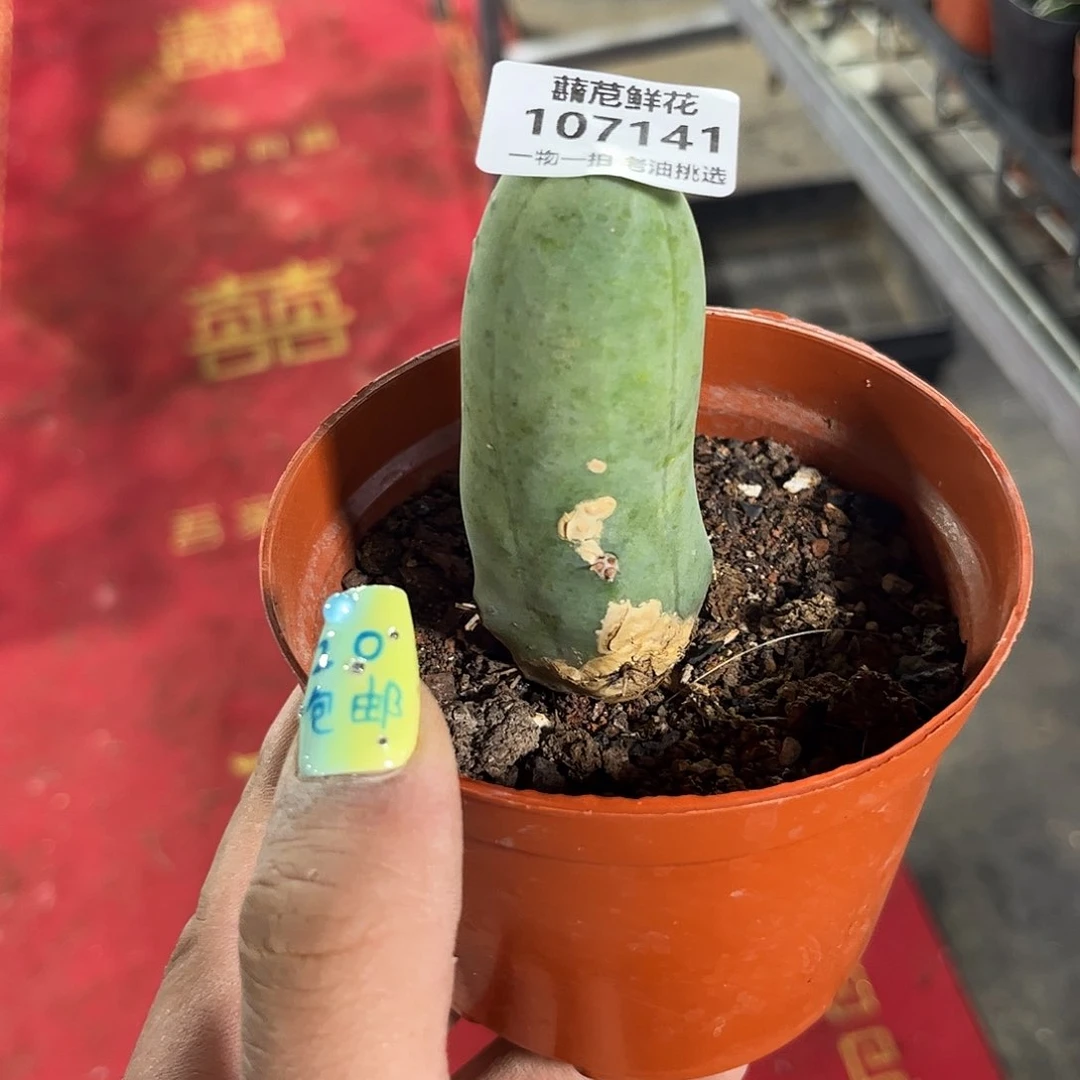 107141一物一拍单头发货