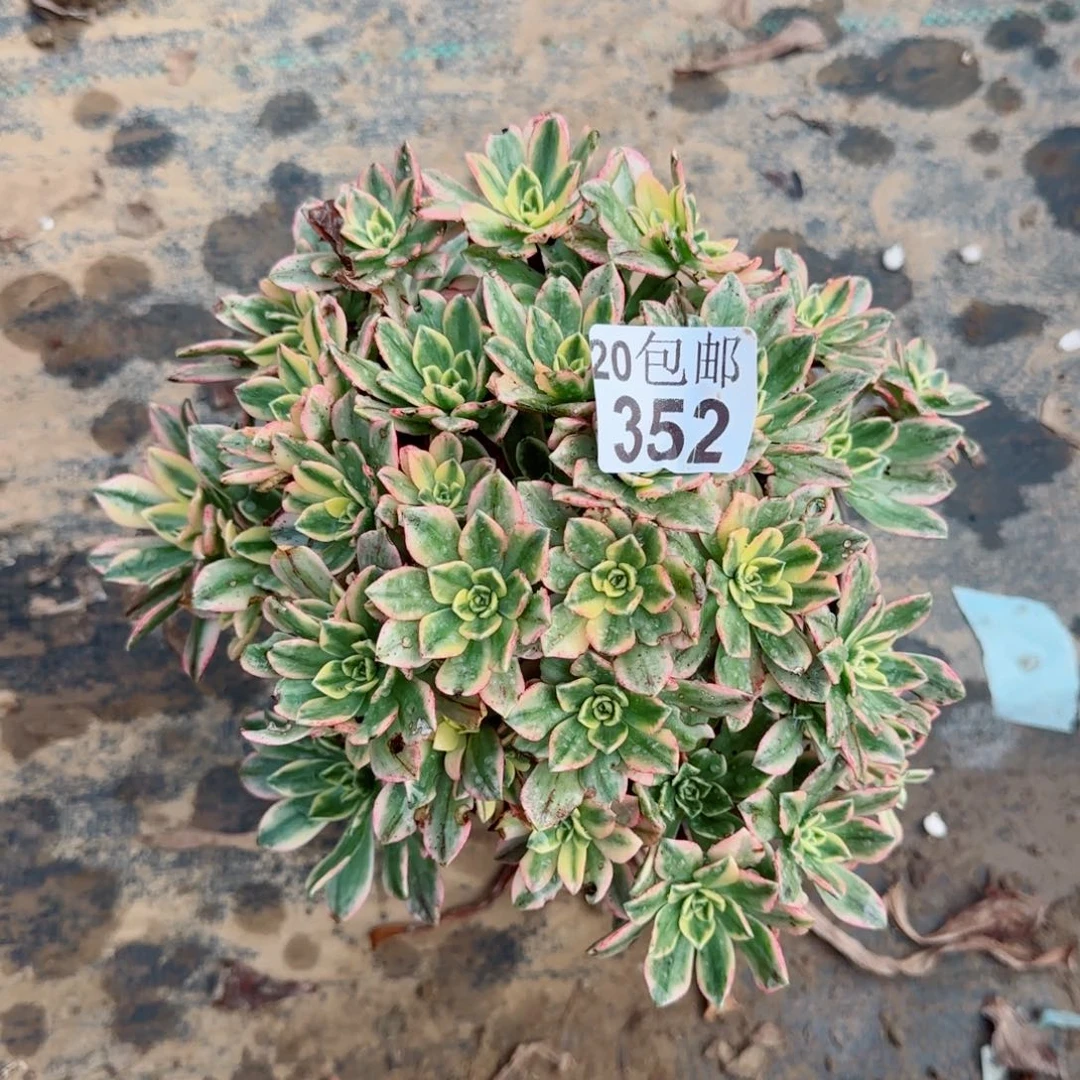 甜茶352满20包邮断枝不包