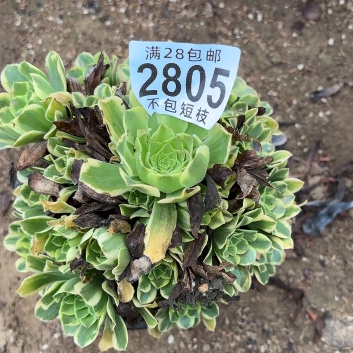 2805金丝翡翠多肉植物