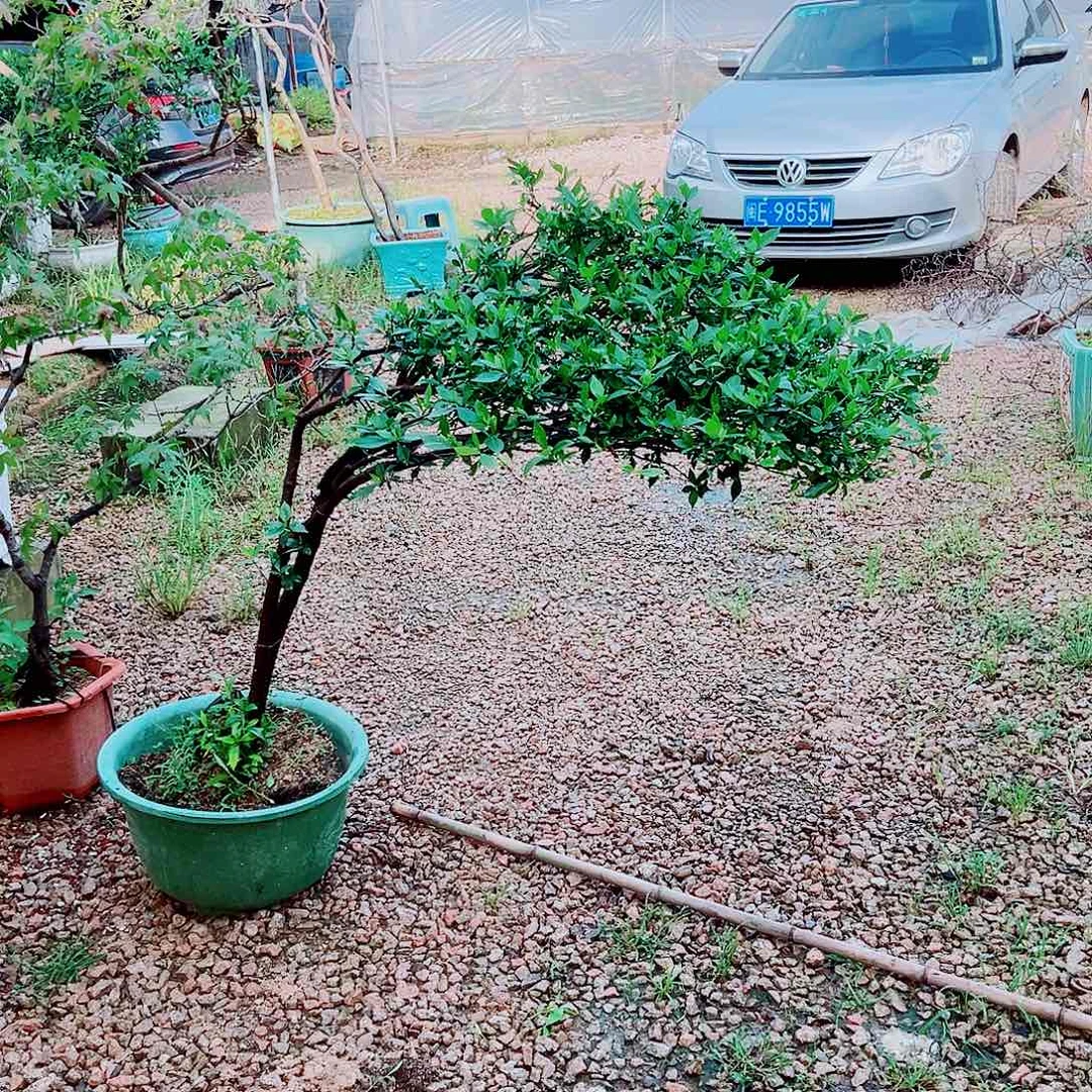无花朵海岛栀子花一物一拍