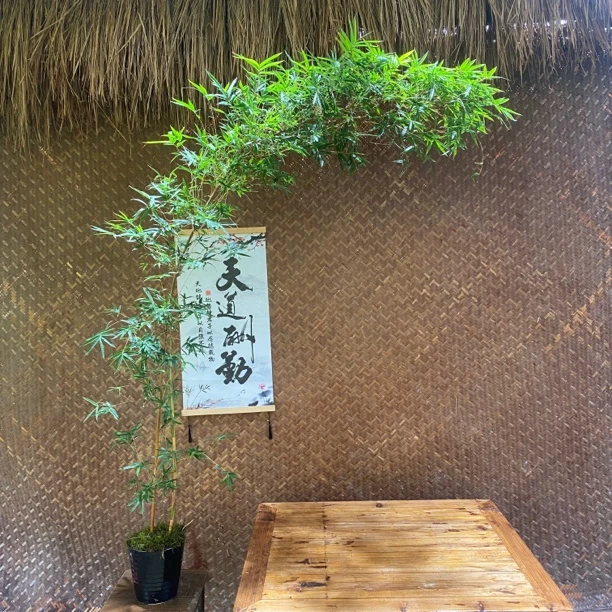 红观音竹室内外观赏盆栽鲜活绿植好养活可水培苔藓球装饰