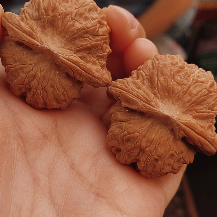 核桃40尺血麒麟核桃