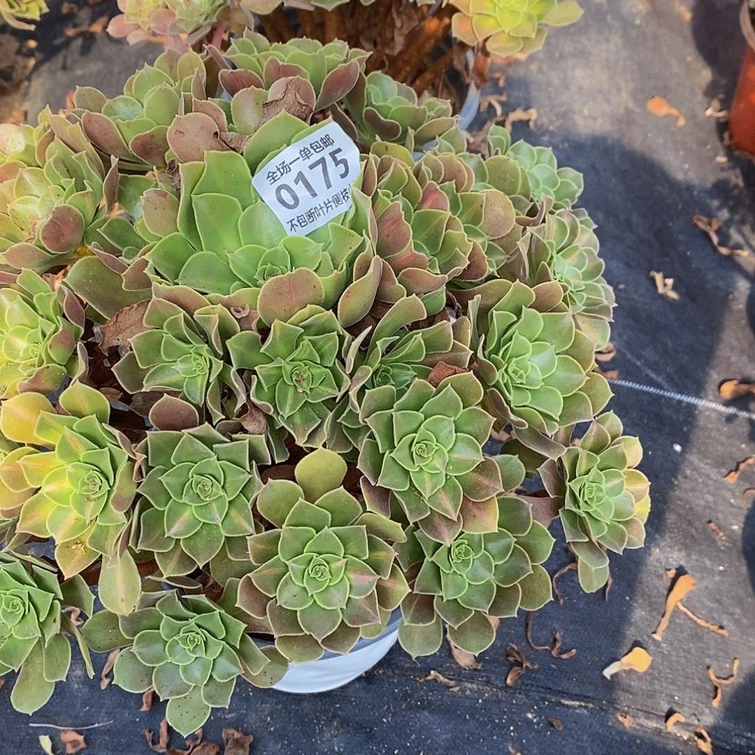 淡***声175女巫中斑锦多肉法师锦