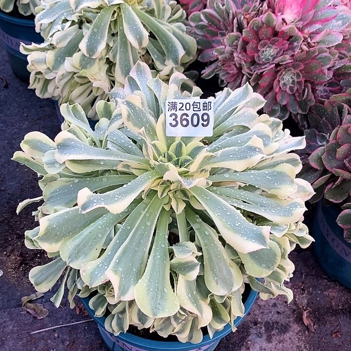 3609 一颗绿豆沙fa shi