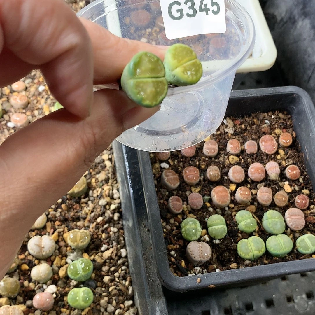 晚***庭G345多肉植物保护研究所