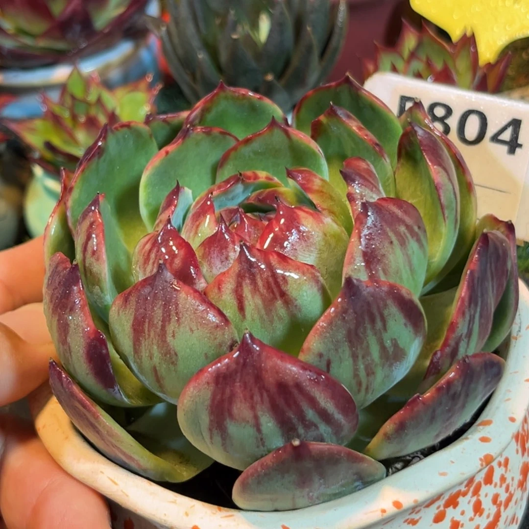 惊鸿一物一拍包装收缩花旱雪804